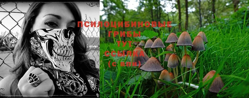 Галлюциногенные грибы Psilocybe  Нариманов 